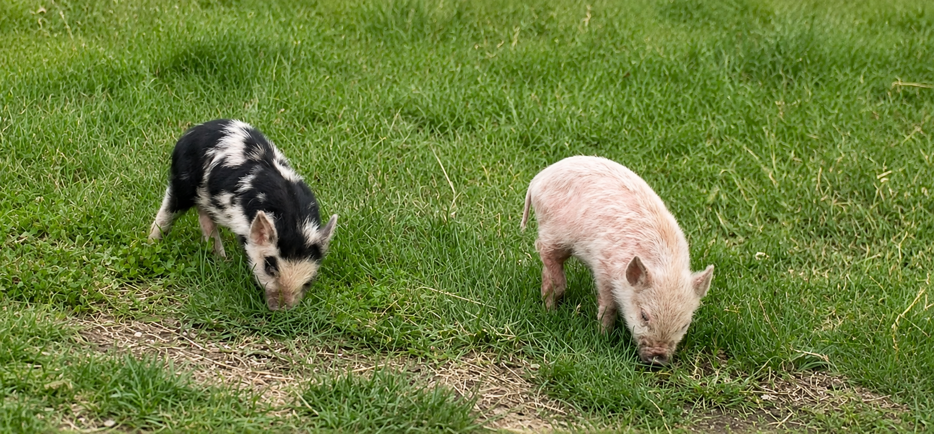 Two piglets exploring grass outdoors