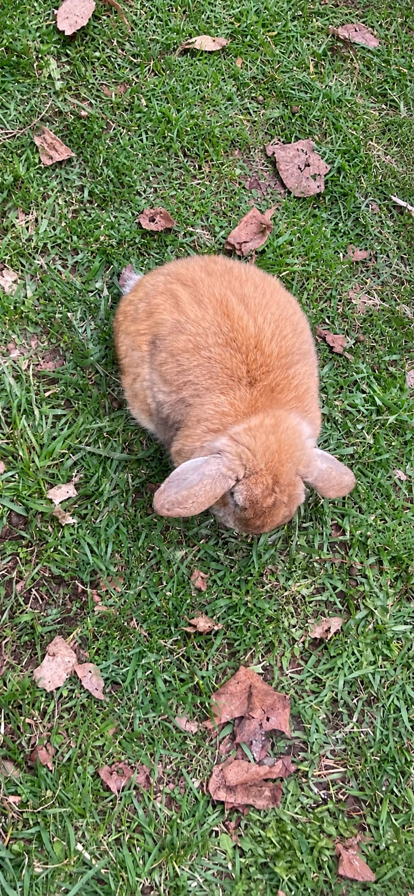 A brown rabbit grazing in the grass